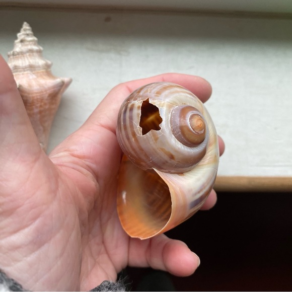 She’ll cluster - Picture 4 of 9